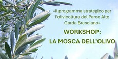 WORKSHOP: LA MOSCA DELL\'OLIVO